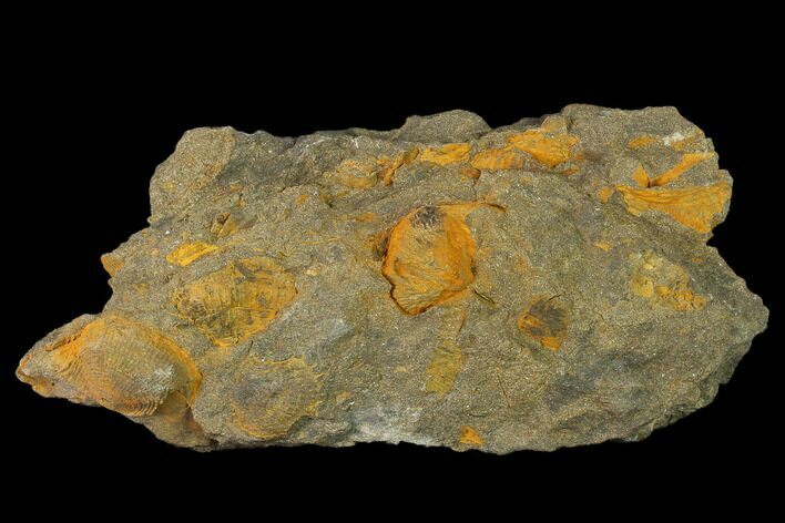 Pennsylvanian Fossil Brachiopod Plate - Kentucky #138899